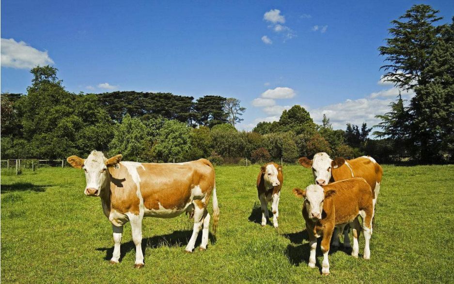 3.Feed additive industry